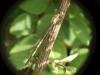 Sympecma fusca